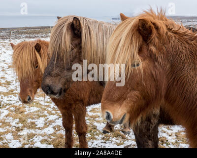 Un groupe de trois beaux chevaux Islandais rouge-brun avec la crinière blonde de poser pour un portrait sur l'hiver et la neige-couvertes de champs au nord de l'Islande. Banque D'Images