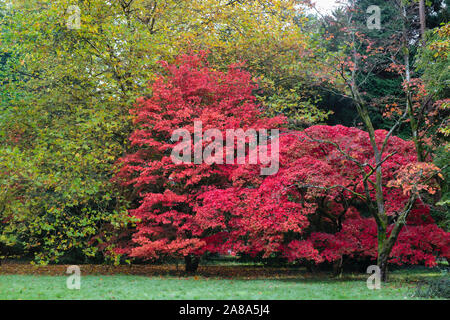 Acer palmatum 'Amoenum'. L'érable japonais 'Amoenum' arbres en automne à Westonbirt Arboretum, Gloucestershire, Angleterre Banque D'Images
