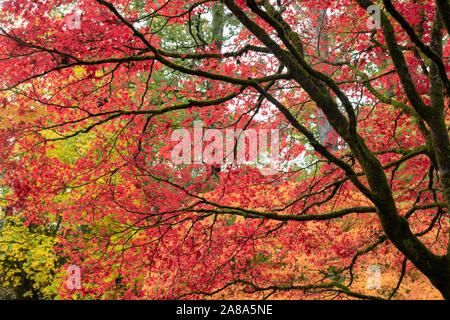 Acer palmatum 'Atropurpureum'. Les érables japonais pourpre en automne à Westonbirt Arboretum, Cotswolds, Gloucestershire, Angleterre Banque D'Images