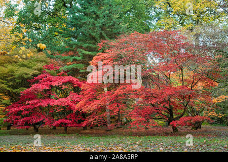 Acer palmatum 'Atropurpureum'. Les érables japonais pourpre en automne à Westonbirt Arboretum, Cotswolds, Gloucestershire, Angleterre Banque D'Images