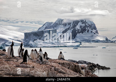 Colonie de manchots Gentoo sur un affleurement rocheux sur l'Île Petermann avec un gros iceberg et décor de montagnes le long de la péninsule antarctique. Banque D'Images