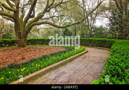 Les jonquilles fleurissent à Bellingrath Gardens aux côtés d'un vieux chêne, Février 24, 2018, dans Theodore, Alabama. Les 65 hectares de jardins ouverts au public en 1932. Banque D'Images