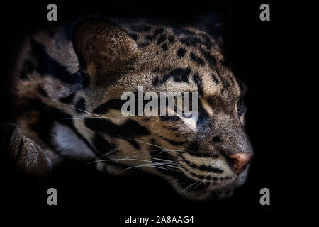 Portrait de la belle panthère nébuleuse isolé sur fond noir. Chat-léopard sur une obscurité (Neofelis nebulosa). Banque D'Images