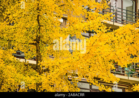 Les feuilles jaune vif d'un ginkgo biloba arbre dans une situation urbaine, en grande partie en masquant le appartement moderne bâtiment derrière elle Banque D'Images