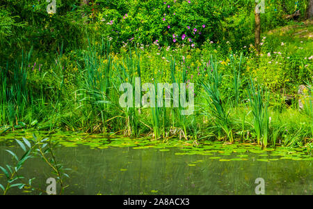 Les paysages le long de la rivière tropicale avec des roseaux et des nénuphars dans l'eau, nature background Banque D'Images