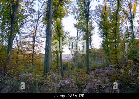 'Dressed forêt' dans couleurs d'automne Banque D'Images