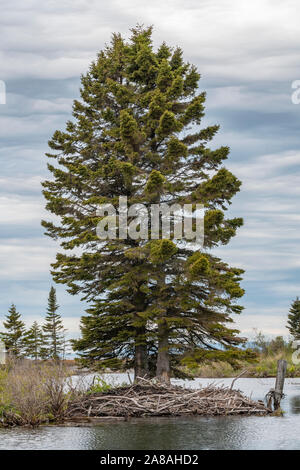 Castor (Castor canadensis), lodge, Minnesota, USA, par Dominique Braud/Dembinsky Assoc Photo Banque D'Images