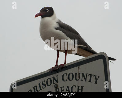 Une mouette rire, avec pieds couverts de pétrole de la BP Oil spill, est perché sur un panneau à Harrison County plage sable à Gulfport, Mississippi. Banque D'Images