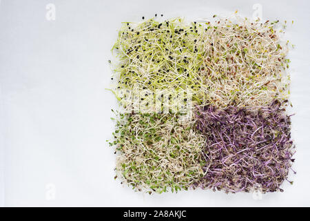 Graines germées sur fond blanc. Mise à plat de légumes crus .pour le régime alimentaire, la saine alimentation vert micro concept.Télévision,mise à l'horizontale. Banque D'Images