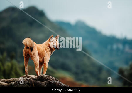 Seul un chien errant dans les montagnes autour de Sapa dans le nord du Vietnam, Asie. Banque D'Images