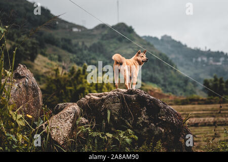 Seul un chien errant dans les montagnes autour de Sapa dans le nord du Vietnam, Asie. Banque D'Images