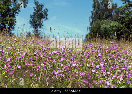 Malva sylvestris est une espèce de la mauve, de la famille des Malvacées Banque D'Images