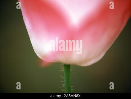 Extreme close-up of pink tulip flower Banque D'Images