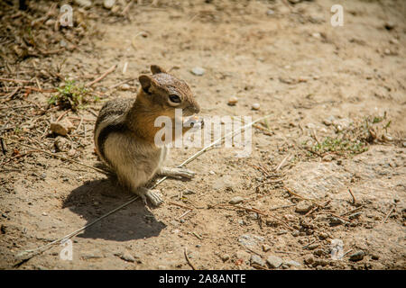 Un chipmunk manger près de Fish Creek Falls au Colorado Banque D'Images