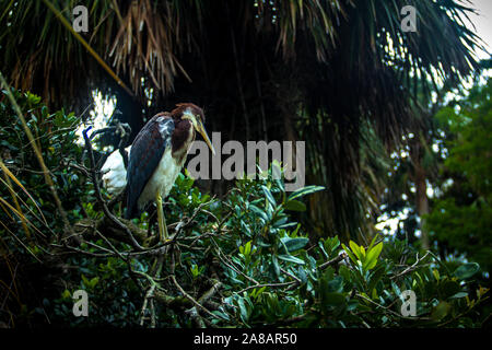 Jeune Aigrette tricolore perché sur un arbre dans un marécage en Floride Banque D'Images