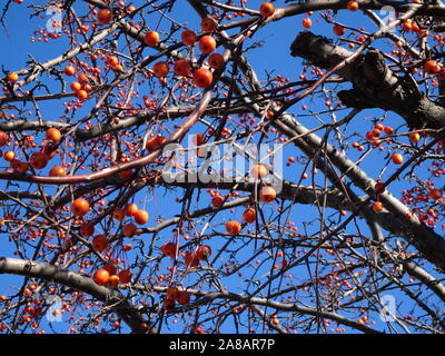 Fruits rouges de houx houx verticillé (Actaea rubra) au Minnesota au cours de l'automne Banque D'Images