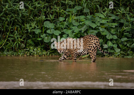 Un Jaguar dans l'eau, de l'Amérique du Pantanal, Brésil Banque D'Images