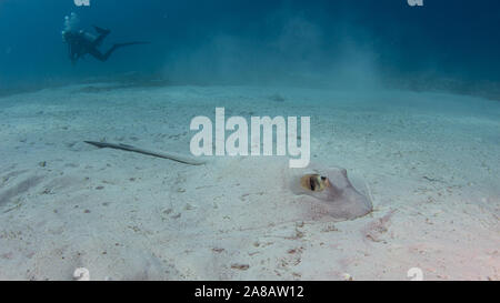 Stingray en eau peu profonde tout en plongée sous marine Banque D'Images