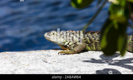 Iguane vert sur le haut du mur, portrait, de l'eau dans l'arrière-plan, Florida, USA Banque D'Images