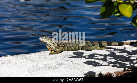 Iguane vert sur le haut du mur, de l'eau en arrière-plan, Florida, USA Banque D'Images