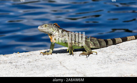 Iguane vert sur le haut du mur, de l'eau dans l'arrière-plan, Florida, USA Banque D'Images