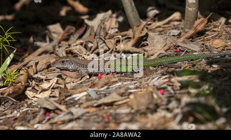Ameiva ameiva, lézard, grogne sur le terrain, Florida, USA Banque D'Images