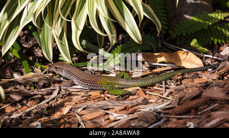 Ameiva ameiva, lézard, grogne sur le terrain, en Floride, l'Amérique Banque D'Images