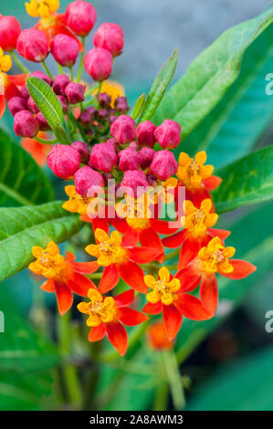 Asclepias curassavica série soyeux. Mémoires d'un c'est une vivace à feuilles persistantes, mais généralement cultivée comme annuelle Bloodflower Silkweed Asclépiade Bush Coton Banque D'Images