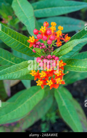 Asclepias curassavica série soyeux. Mémoires d'un c'est une vivace à feuilles persistantes, mais généralement cultivée comme annuelle Bloodflower Silkweed Asclépiade Bush Coton Banque D'Images