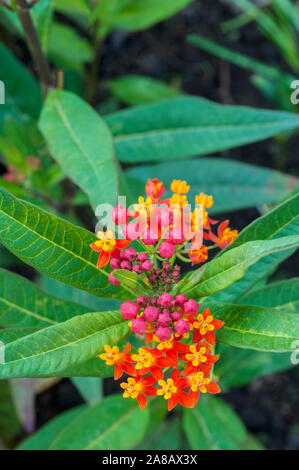 Asclepias curassavica série soyeux. Mémoires d'un c'est une vivace à feuilles persistantes, mais généralement cultivée comme annuelle Bloodflower Silkweed Asclépiade Bush Coton Banque D'Images