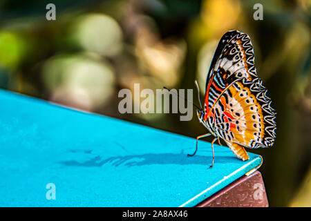 Close-up de papillon aux ailes multicolores posant sur une table Banque D'Images