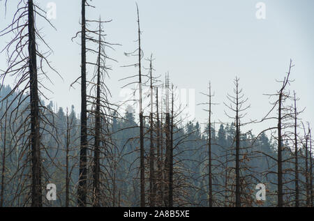 Giant Sequoia National Monument, le Centre de la Californie Eastren Banque D'Images