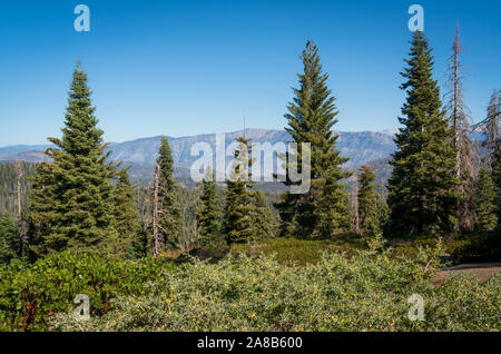 Giant Sequoia National Monument, le Centre de la Californie Eastren Banque D'Images