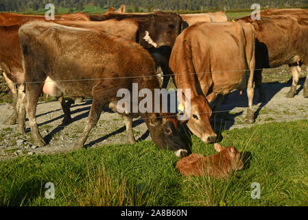 Deux vaches Jersey montrent un intérêt à un veau nouveau-né juste à l'extérieur du fil sur leur ferme sur la côte ouest de la Nouvelle-Zélande. Banque D'Images