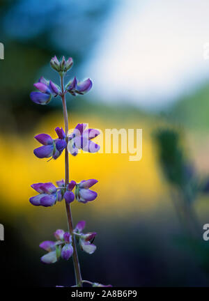 Gros plan de fleur de lupin mauve Banque D'Images