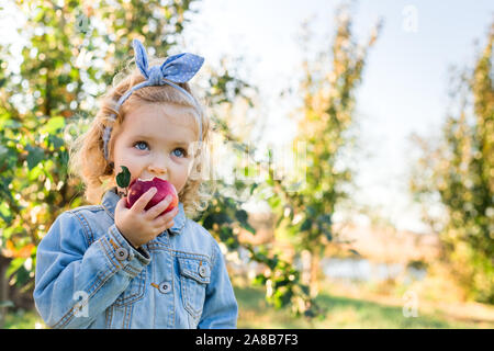 Cute little girl enfant manger bio mûre pomme rouge dans le verger en automne. Juste curly haired fille européenne enfant dans un costume en jean à la ferme Banque D'Images