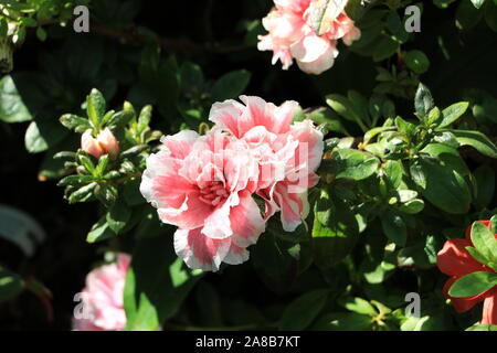 Belle fleur pétalée rose et blanche Banque D'Images
