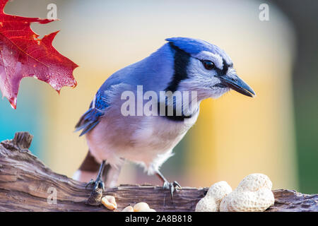 Geai bleu à l'automne Banque D'Images