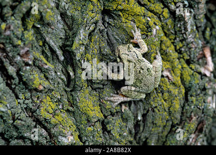 Close-up of rainette plus simple (Hyla versicolor) sur l'écorce des arbres Banque D'Images