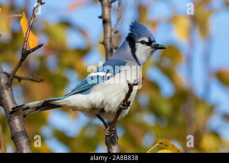 Geai bleu à l'automne Banque D'Images