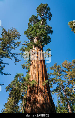 Le Parc National Kings Canyon, en Californie Banque D'Images