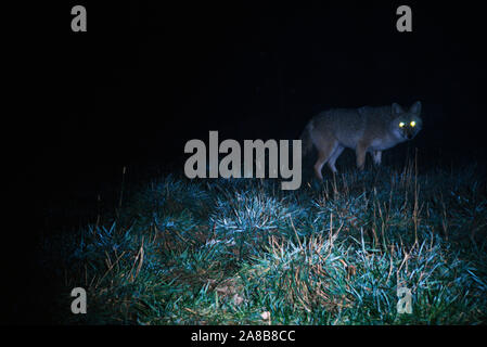 Coyote (Canis latrans var.) de nuit avec des yeux brillants Banque D'Images