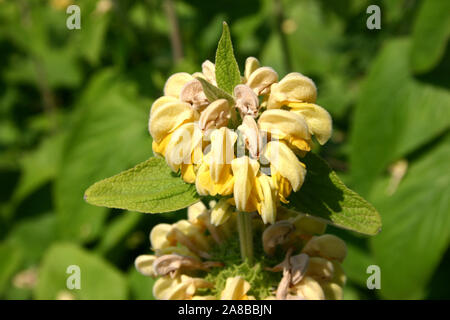 Jérusalem Sage (Phlomis fruticosa) est une espèce de plantes de la famille sage (Lamiaceae). Banque D'Images