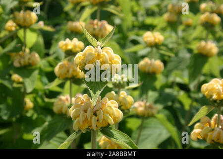 Jérusalem Sage (Phlomis fruticosa) est une espèce de plantes de la famille sage (Lamiaceae). Banque D'Images