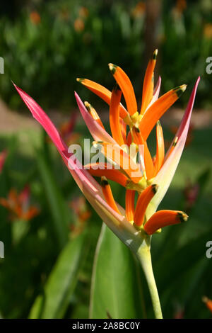 HELICONIA PSITTACORUM COMMUNÉMENT APPELÉ BEC DE PERROQUET, PERROQUET FLOWE4R OU FAUX OISEAU DE PARADIS. AUSTRALIE. Banque D'Images
