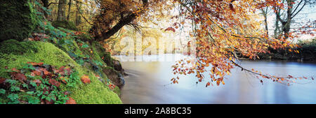 Arbres au bord d'une rivière, de la rivière Dart, Bickleigh, Mid Devon, Devon, Angleterre Banque D'Images