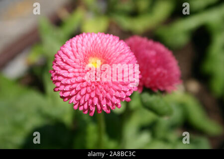 GROS PLAN D'UNE MARGUERITE ROSE COMMUNE OU ANGLAISE (BELLIS PERENNIS) ÉGALEMENT CONNUE SOUS LE NOM DE MARGUERITE DE PELOUSE OU MARGUERITE EUROPÉENNE. Banque D'Images