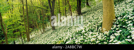 Fleurs d'ail sauvage dans une forêt, bois, Millington English Channel, East Yorkshire, Angleterre Banque D'Images