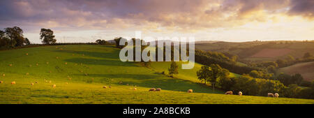 Portrait de moutons paissant dans un champ, Bickleigh, Mid Devon, Devon, Angleterre Banque D'Images