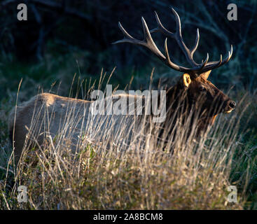 Oshkosh, Wisconsin, USA. Nov 7, 2019. Un grand taureau sauvage le wapiti de Roosevelt se tient derrière un écran d'herbes hautes dans une zone ouverte au doyen Creek Wildlife Viewing Area près de Gettysburg de l'ouest de l'Oregon. L'élan de la saison de chasse le samedi dans l'ouest de l'Oregon. Crédit : Robin/Loznak ZUMA Wire/Alamy Live News Banque D'Images